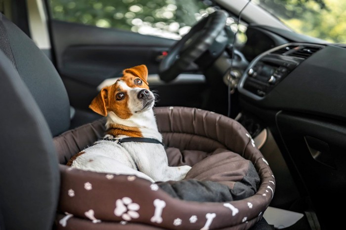 車内でクレートに入る犬