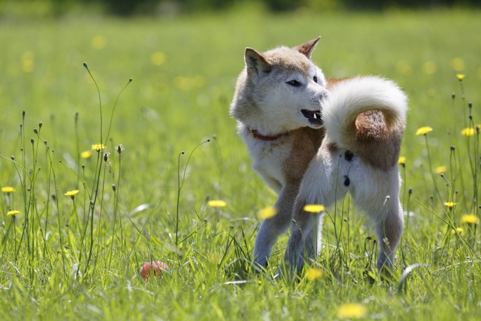 犬がしっぽを丸める