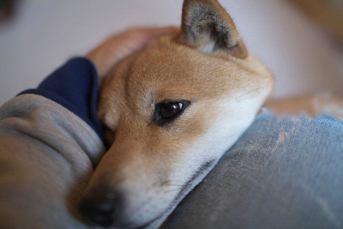 分離不安症ぎみの犬