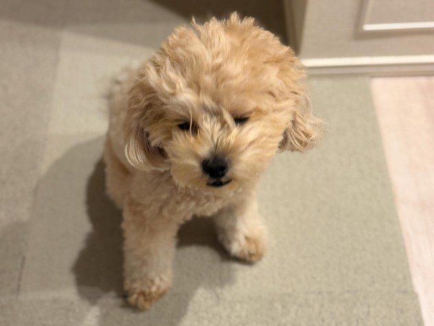 愛犬が付き添いに♡