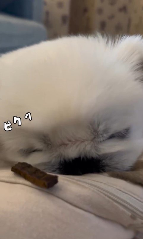 とうふくんの寝起き早食い選手権3