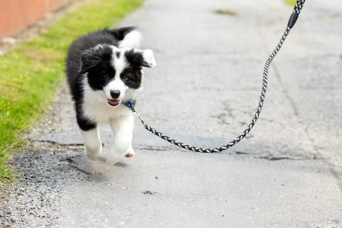 屋外を歩くボーダーコリーの子犬