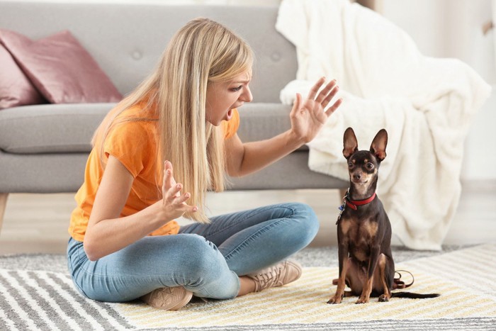 女性に激しく叱られる小型犬