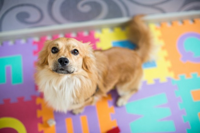 こちらを見上げて無言で訴える犬