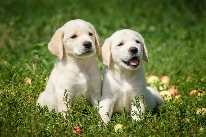 芝生で一緒に座る子犬