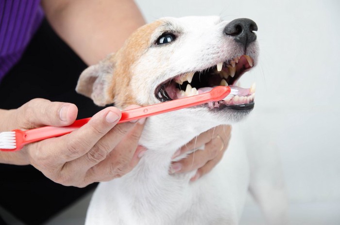 歯みがきされている犬