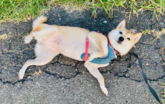 可愛がられる準備万端！