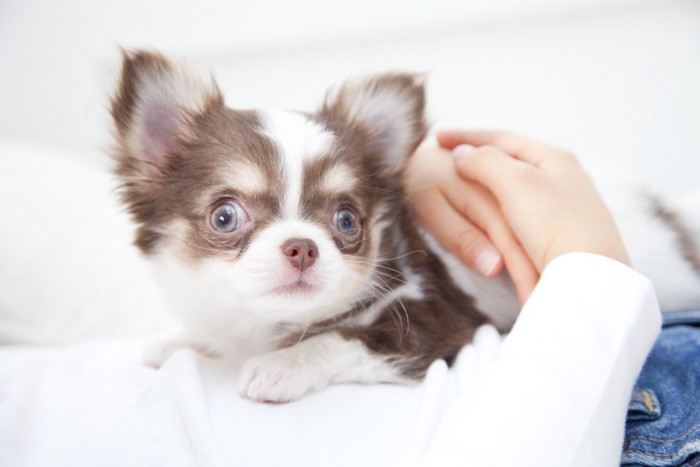 飼い主さんのお腹の上に乗る子犬