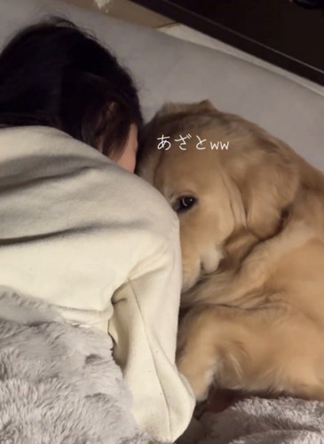 上目づかいでカメラを見つめる犬のアップ