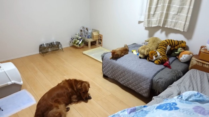 飼い主さんを放置してゴロゴロ…