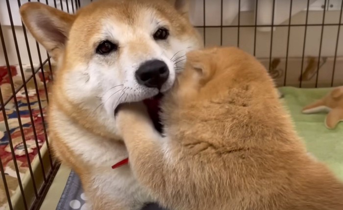 母犬の口に手を入れる子犬