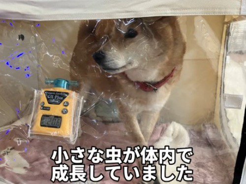 酸素室の中で立ちすくむ犬