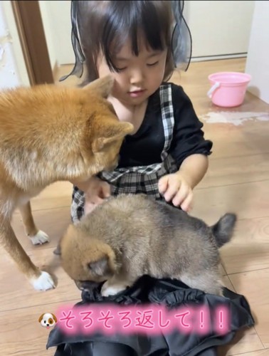 床に戻される子犬