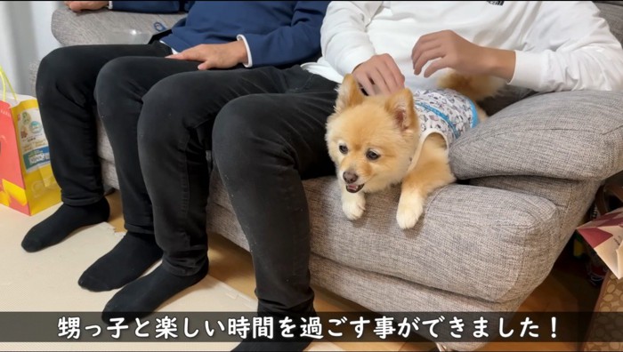 ソファに座る男性に頭を撫でられる犬