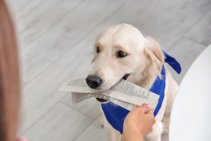 新聞をくわえる犬