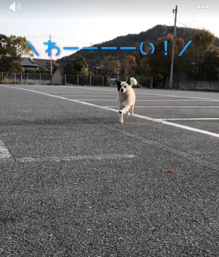 駆け寄る野良犬