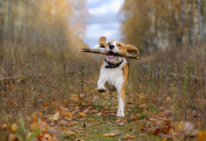 枝をくわえて走る犬