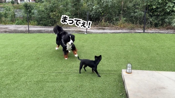 どんちゃんとジジくんのふれあい7