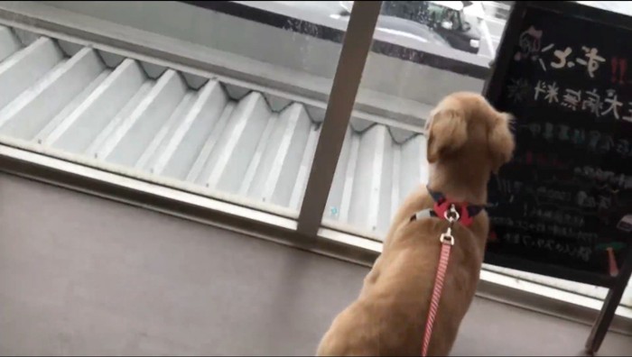 窓の近くで周囲を見まわす子犬