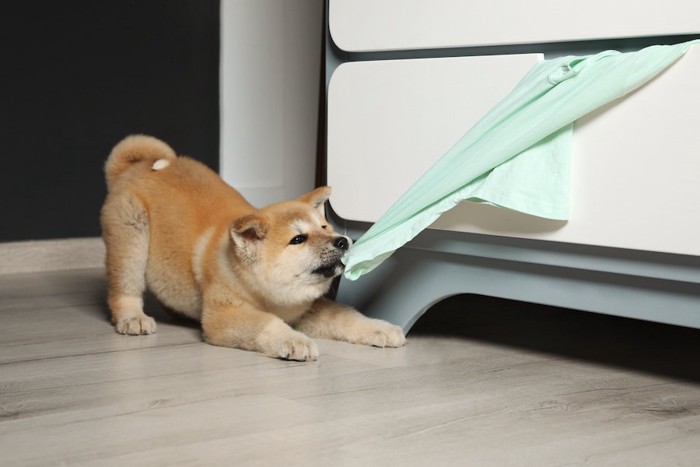 引き出しから洋服を引っ張りだす子犬