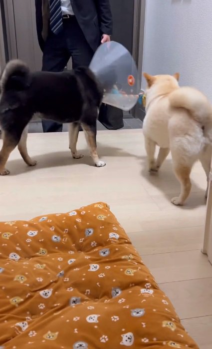 おもちゃで遊ぶ2匹