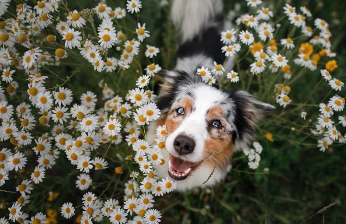 花畑の中から顔を出す犬