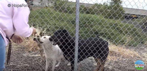 フェンス越しに集まる犬