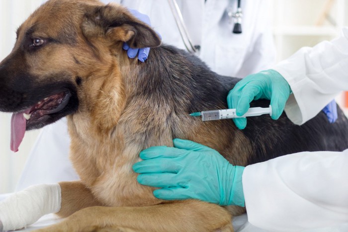 注射を打たれる犬