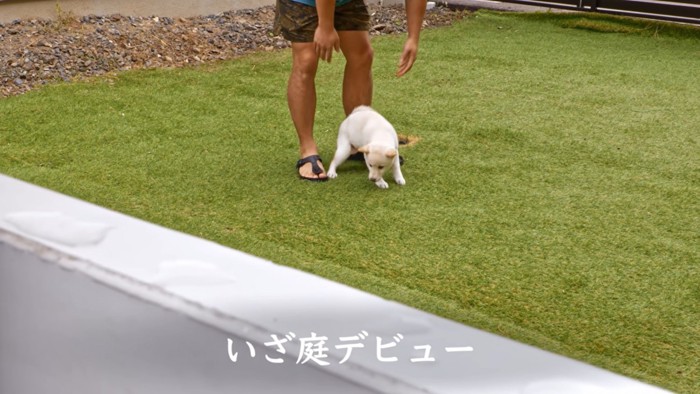 男性の足と白い犬