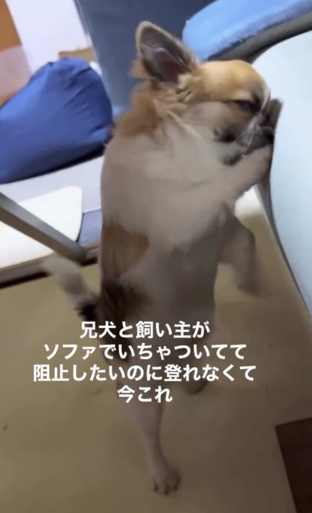ソファに顔を寄せて前足を動かす犬