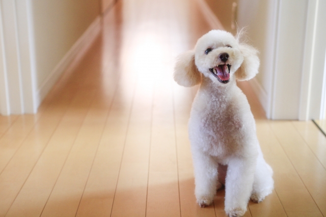 フローリングにいる犬