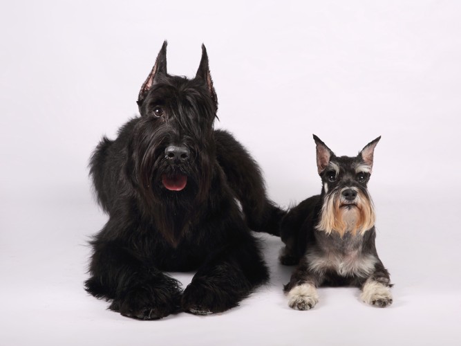 並んで伏せるジャイアント＆ミニチュア・シュナウザー