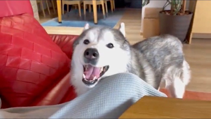 笑顔でカメラを見つめる犬