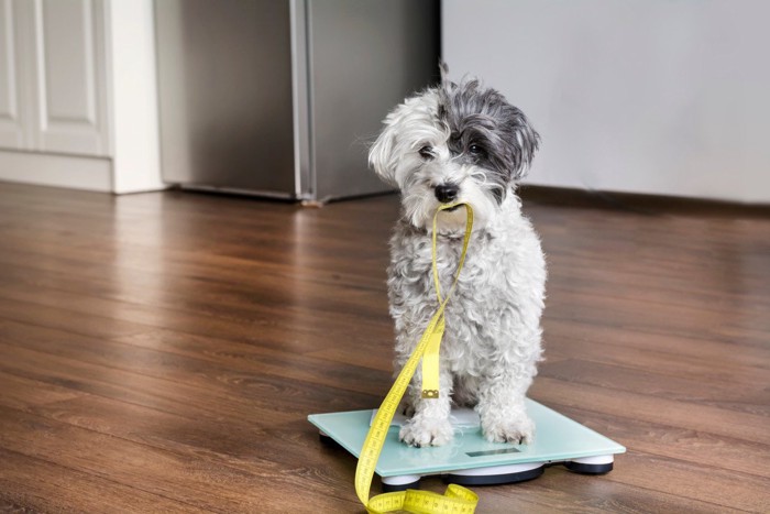 体重計に乗ってメジャーをくわえる犬