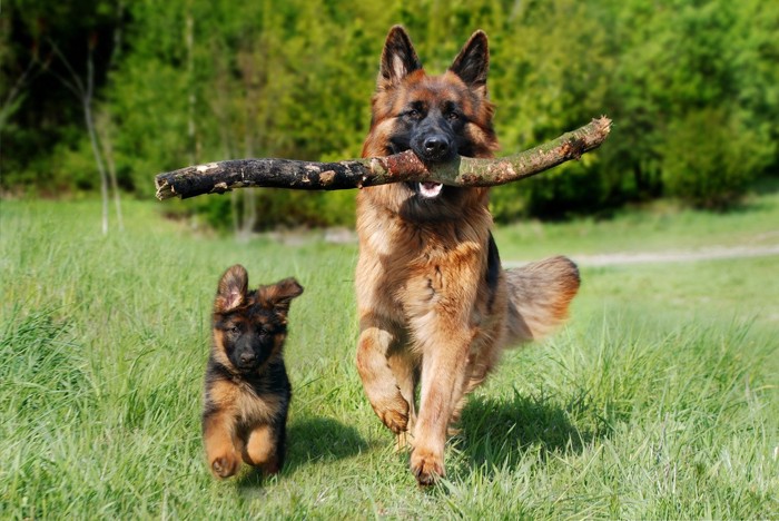 シェパード、子犬と枝をくわえた成犬