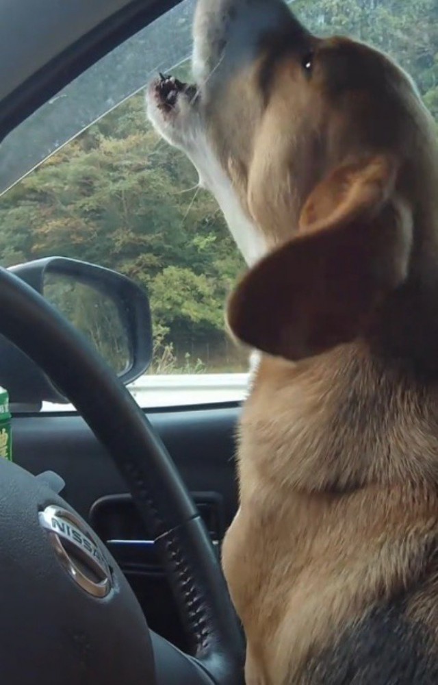 車内に響く音楽に合わせて声をあげる犬