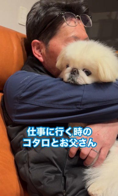 ソファで座る男性に抱っこされるペキニーズ