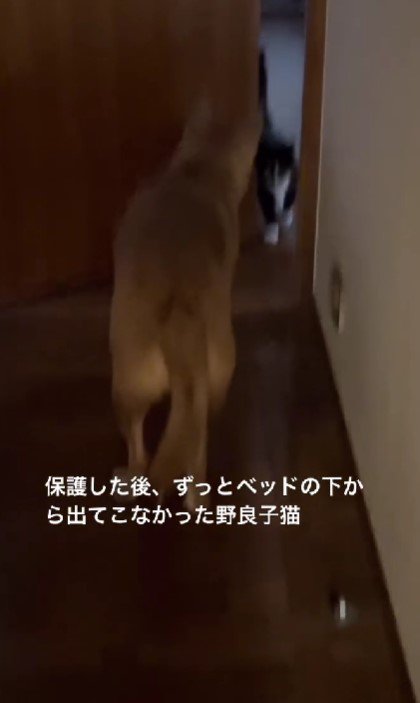 ベッドの下に隠れた子猫は…