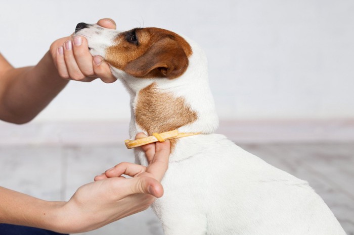 犬に首輪をつけている手