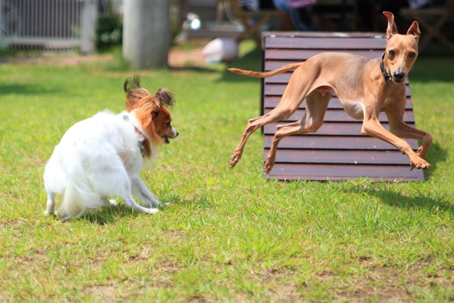 ドッグランで遊ぶ犬