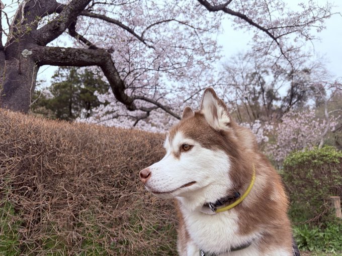 ハスキー