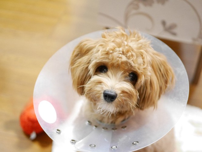 エリザベスカラーをつけてもらう犬