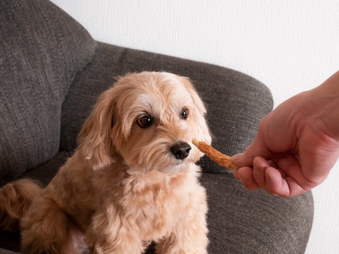 犬と手作りご飯