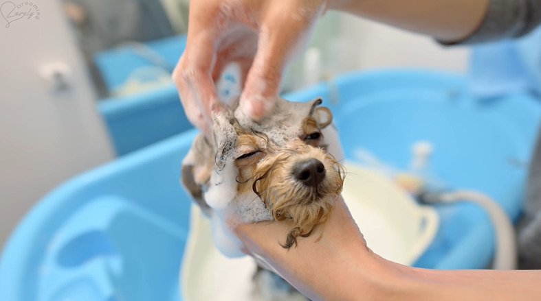 シャンプーされる犬