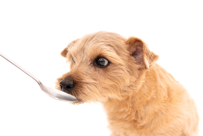 スプーンから食べ物をもらっている犬