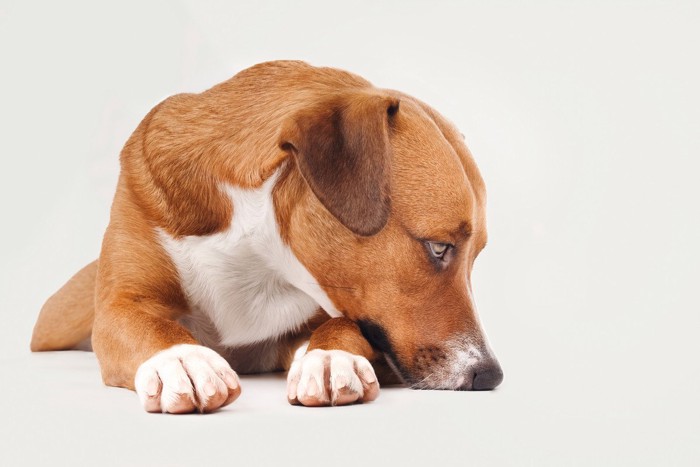 床に口元をつけて伏せている茶の犬