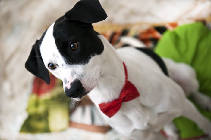 かしこまった雰囲気の犬