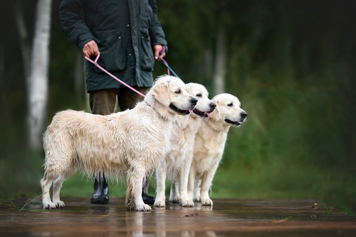 雨の中散歩する3匹の大型犬