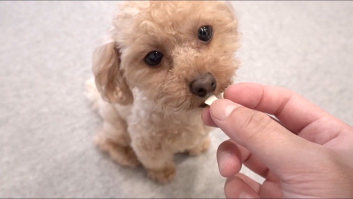 飼い主からおやつをもらう犬