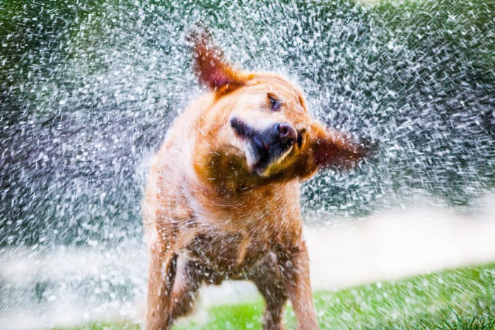 躍動感のある犬の写真